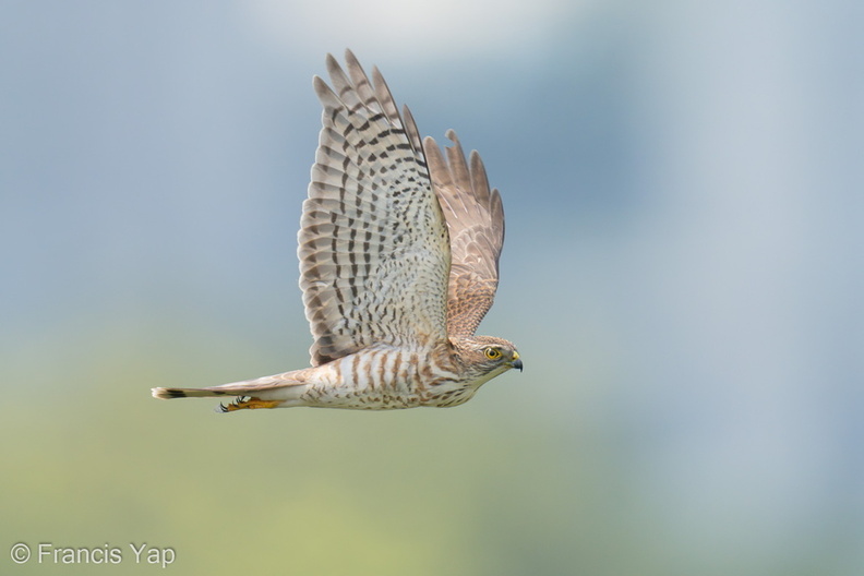 Japanese_Sparrowhawk-191019-101MSDCF-FYP03400-W.jpg