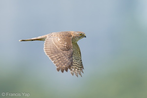 Japanese Sparrowhawk-191019-101MSDCF-FYP03401-W.jpg