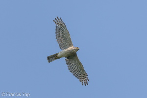 Japanese Sparrowhawk-231008-208MSDCF-FYP06693-W.jpg