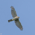 Japanese_Sparrowhawk-231008-208MSDCF-FYP06693-W.jpg