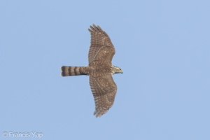 Japanese Sparrowhawk-231103-209MSDCF-FYP05824-W.jpg