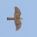 Japanese_Sparrowhawk-231103-209MSDCF-FYP05824-W.jpg