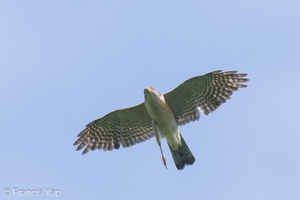 Japanese Sparrowhawk-241002-246MSDCF-FYP04601-W.jpg