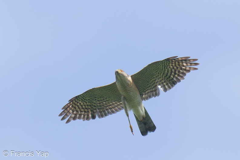 Japanese_Sparrowhawk-241002-246MSDCF-FYP04601-W.jpg