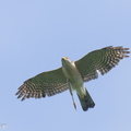 Japanese_Sparrowhawk-241002-246MSDCF-FYP04601-W.jpg