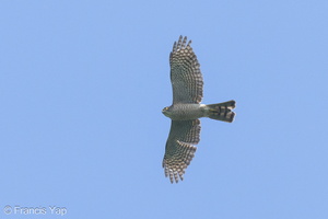 Japanese Sparrowhawk-241013-247MSDCF-FYP03616-W.jpg