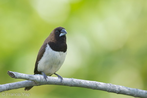 Javan Munia-140504-116EOS1D-FY1X3069-W.jpg