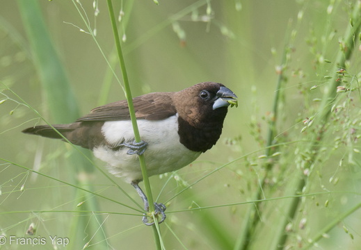 Javan Munia