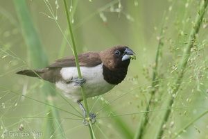 Javan Munia-220305-141MSDCF-FRY09532-W.jpg