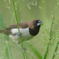 Javan_Munia-220305-141MSDCF-FRY09532-W.jpg