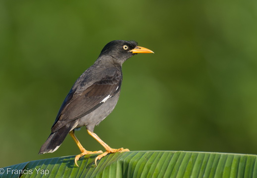 Javan Myna