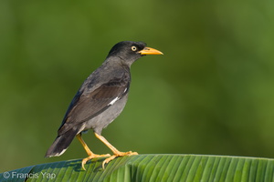 Javan Myna-220128-137MSDCF-FRY08573-W.jpg