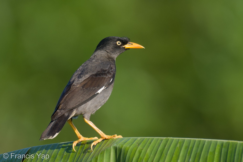 Javan_Myna-220128-137MSDCF-FRY08573-W.jpg