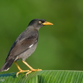 Javan_Myna-220128-137MSDCF-FRY08573-W.jpg