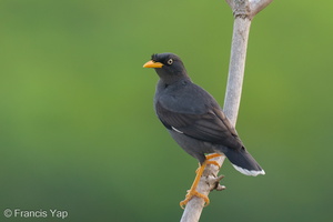 Javan Myna-240404-221MSDCF-FYP03963-W.jpg