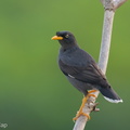 Javan_Myna-240404-221MSDCF-FYP03963-W.jpg