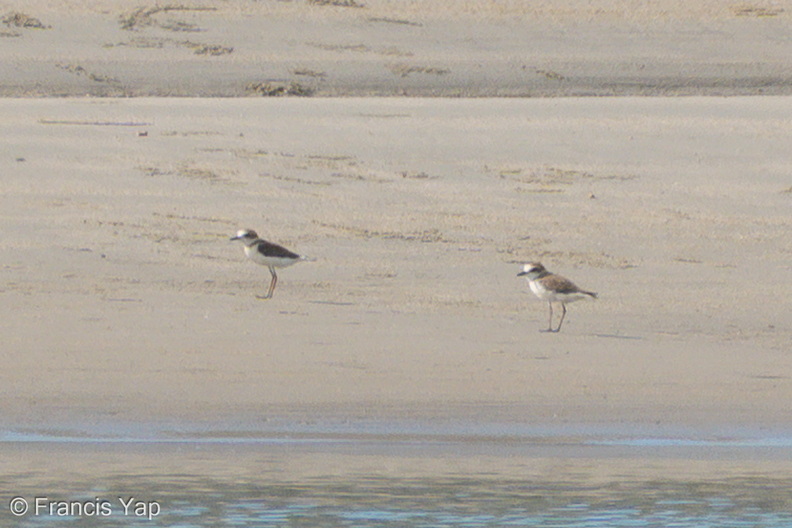 Javan_Plover-260512-189FRYAP-FYA05945-W.jpg