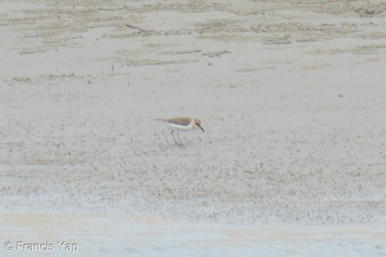Javan_Plover-260514-192FRYAP-FYA04799-W.jpg