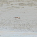 Javan_Plover-260514-192FRYAP-FYA04799-W.jpg