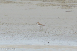 Javan Plover-260514-192FRYAP-FYA06316-W.jpg