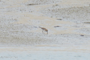 Javan Plover-260514-192FRYAP-FYA06388-W.jpg