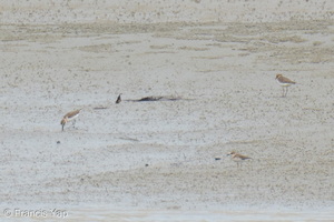 Javan Plover-260514-192FRYAP-FYA06794-W.jpg