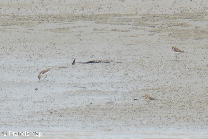 Javan_Plover-260514-192FRYAP-FYA06794-W.jpg