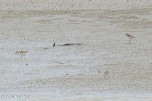 Javan Plover-260514-192FRYAP-FYA06836-W.jpg