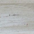 Javan_Plover-260514-192FRYAP-FYA06836-W.jpg