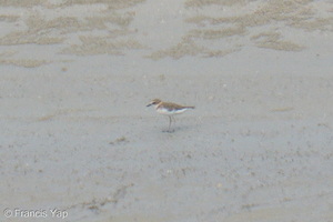 Javan Plover-260514-192FRYAP-FYA08748-W