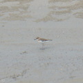Javan_Plover-260514-192FRYAP-FYA08748-W.jpg