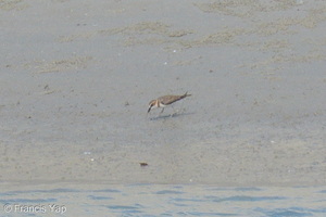Javan Plover-260514-193FRYAP-FYA00410-W