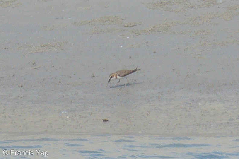 Javan_Plover-260514-193FRYAP-FYA00410-W.jpg