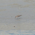 Javan_Plover-260514-193FRYAP-FYA00410-W.jpg