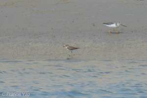 Javan Plover-260514-193FRYAP-FYA00551-W