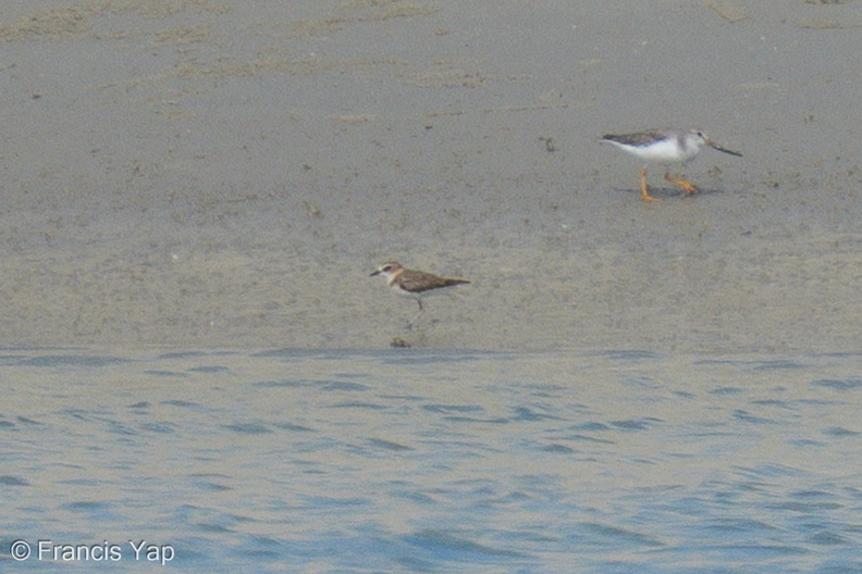 Javan_Plover-260514-193FRYAP-FYA00551-W.jpg