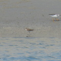 Javan_Plover-260514-193FRYAP-FYA00551-W.jpg