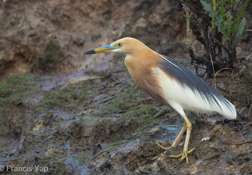 Javan Pond Heron - display this album Javan Pond Heron