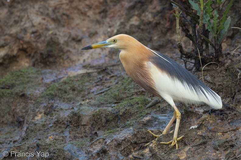 Javan_Pond_Heron-120326-110EOS1D-FYAP1883-W.jpg