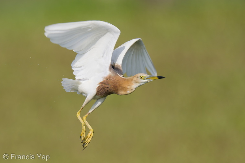 Javan_Pond_Heron-210410-107MSDCF-FRY03450-W.jpg