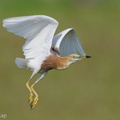 Javan_Pond_Heron-210410-107MSDCF-FRY03450-W.jpg