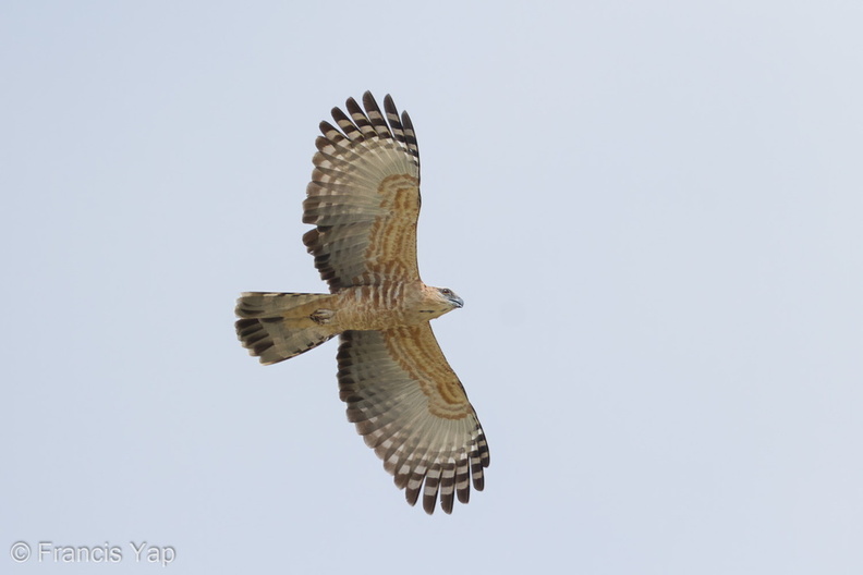 Jerdons_Baza-110204-106EOS7D-IMG_4609-W.jpg