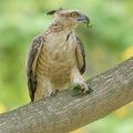 Jerdons_Baza-180311-108ND500-FYP_2962-W.jpg