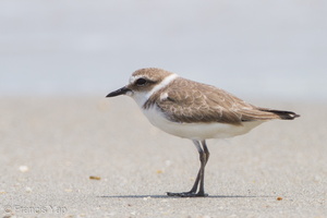 Kentish Plover-111110-109EOS7D-IMG_2644-W.jpg