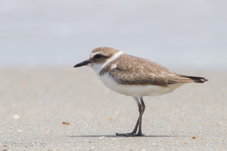 Kentish_Plover-111110-109EOS7D-IMG_2644-W.jpg