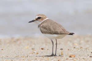 Kentish Plover-111110-109EOS7D-IMG_2834-W.jpg