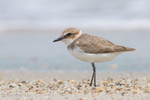 Kentish Plover-111110-109EOS7D-IMG_2871-W.jpg