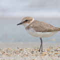 Kentish_Plover-111110-109EOS7D-IMG_2871-W.jpg