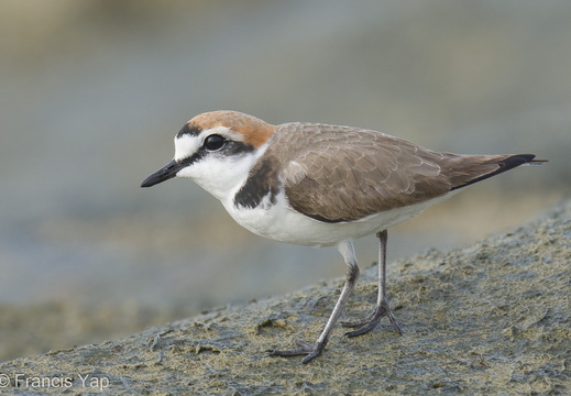 Kentish Plover