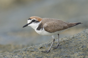 Kentish Plover-220209-140MSDCF-FRY02323-W.jpg